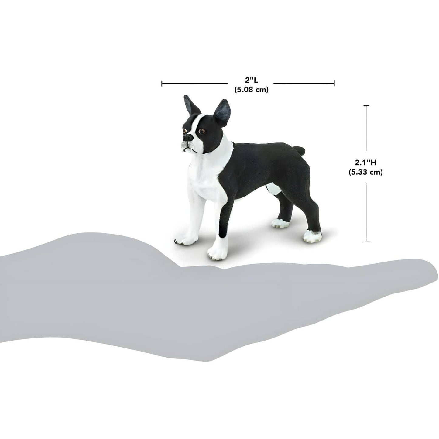 Figura de borracha Boston Terrier com imagem complementar