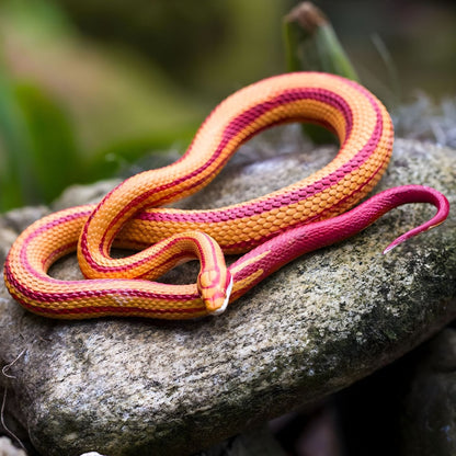 Figura animal serpiente del maíz pensada para imaginación y descubrimiento