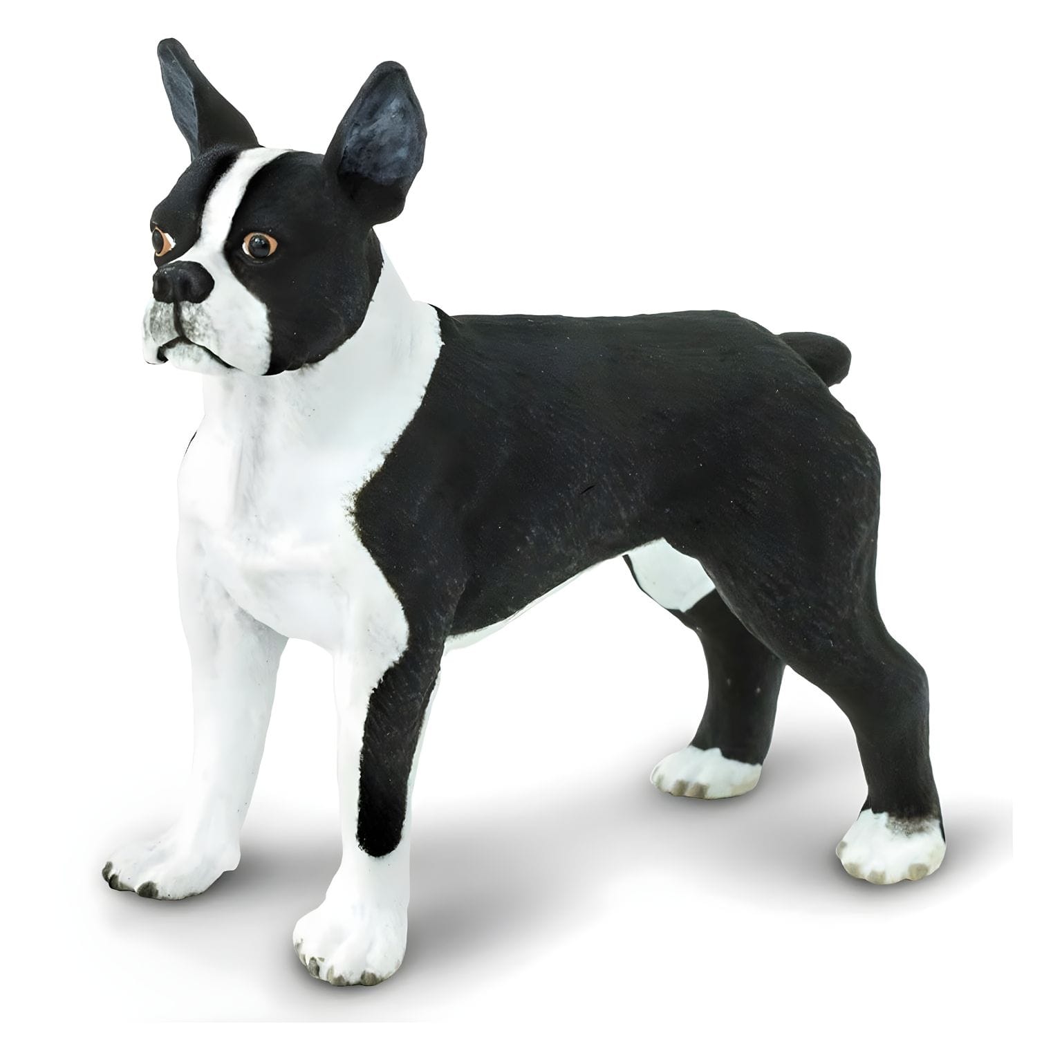 Figura de borracha Boston Terrier em destaque
