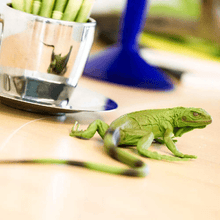 Apresentamos Figura de borracha - Iguana bebé com o SKU 435832923 recomendado para + 3 anos